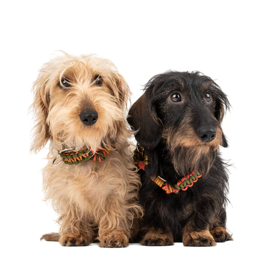 Tarzan Macramé Dog Collar by MY BOB from the House of Woven Stories selection, a vibrant handmade Italian accessory inspired by bold USA energy. Durable, stylish, and designed for name tags to add personality to your dog’s look.